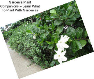 Gardenia Plant Companions – Learn What To Plant With Gardenias