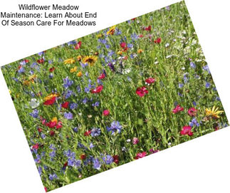 Wildflower Meadow Maintenance: Learn About End Of Season Care For Meadows