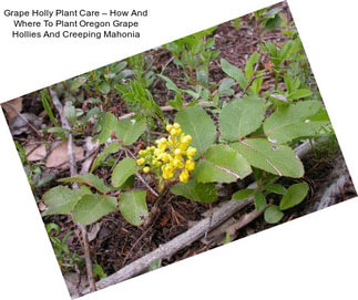 Grape Holly Plant Care – How And Where To Plant Oregon Grape Hollies And Creeping Mahonia