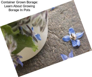 Container Grown Borage: Learn About Growing Borage In Pots