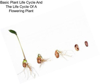 Basic Plant Life Cycle And The Life Cycle Of A Flowering Plant