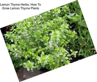 Lemon Thyme Herbs: How To Grow Lemon Thyme Plants