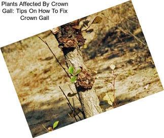 Plants Affected By Crown Gall: Tips On How To Fix Crown Gall