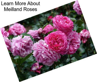 Learn More About Meilland Roses