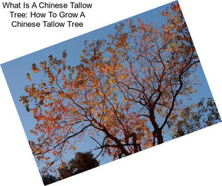 What Is A Chinese Tallow Tree: How To Grow A Chinese Tallow Tree