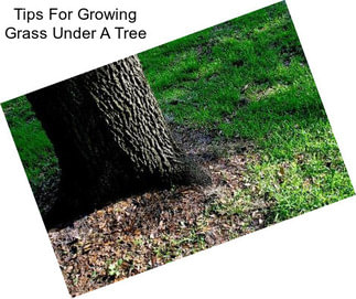 Tips For Growing Grass Under A Tree
