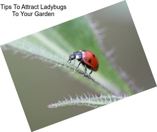 Tips To Attract Ladybugs To Your Garden