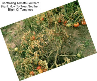 Controlling Tomato Southern Blight: How To Treat Southern Blight Of Tomatoes