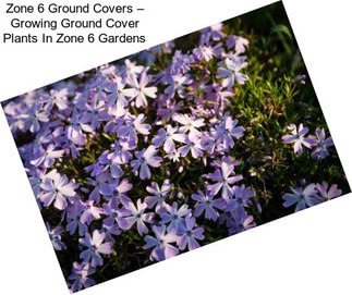 Zone 6 Ground Covers – Growing Ground Cover Plants In Zone 6 Gardens