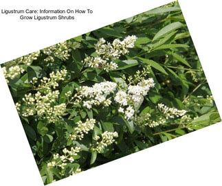 Ligustrum Care: Information On How To Grow Ligustrum Shrubs