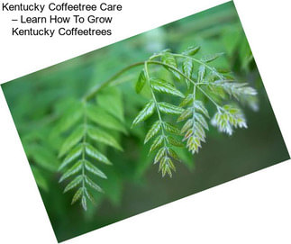 Kentucky Coffeetree Care – Learn How To Grow Kentucky Coffeetrees