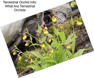 Terrestrial Orchid Info: What Are Terrestrial Orchids