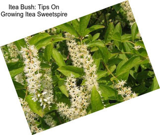 Itea Bush: Tips On Growing Itea Sweetspire