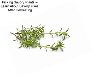 Picking Savory Plants – Learn About Savory Uses After Harvesting