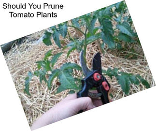 Should You Prune Tomato Plants