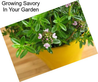 Growing Savory In Your Garden