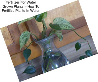 Fertilizer For Water Grown Plants – How To Fertilize Plants In Water