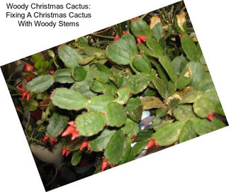 Woody Christmas Cactus: Fixing A Christmas Cactus With Woody Stems