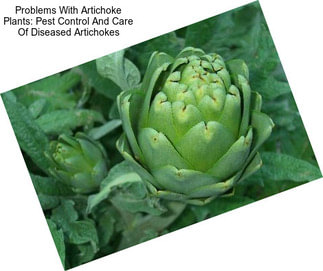 Problems With Artichoke Plants: Pest Control And Care Of Diseased Artichokes