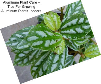 Aluminum Plant Care – Tips For Growing Aluminum Plants Indoors