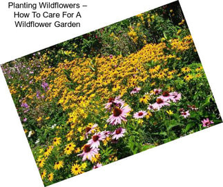 Planting Wildflowers – How To Care For A Wildflower Garden