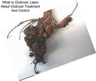 What Is Clubroot: Learn About Clubroot Treatment And Control