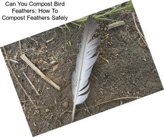 Can You Compost Bird Feathers: How To Compost Feathers Safely