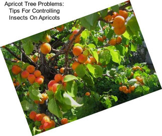 Apricot Tree Problems: Tips For Controlling Insects On Apricots