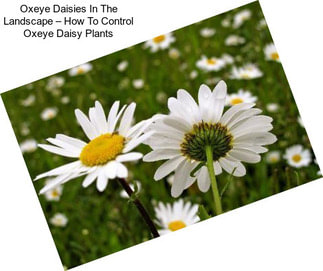 Oxeye Daisies In The Landscape – How To Control Oxeye Daisy Plants