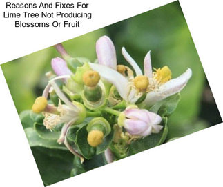 Reasons And Fixes For Lime Tree Not Producing Blossoms Or Fruit