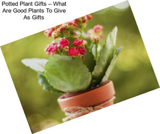 Potted Plant Gifts – What Are Good Plants To Give As Gifts
