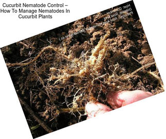 Cucurbit Nematode Control – How To Manage Nematodes In Cucurbit Plants