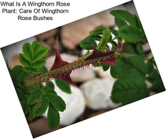 What Is A Wingthorn Rose Plant: Care Of Wingthorn Rose Bushes