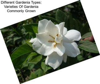 Different Gardenia Types: Varieties Of Gardenia Commonly Grown