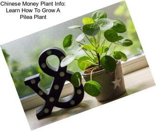 Chinese Money Plant Info: Learn How To Grow A Pilea Plant