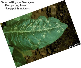 Tobacco Ringspot Damage – Recognizing Tobacco Ringspot Symptoms