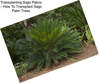 Transplanting Sago Palms – How To Transplant Sago Palm Trees