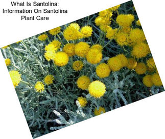 What Is Santolina: Information On Santolina Plant Care