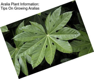 Aralia Plant Information: Tips On Growing Aralias