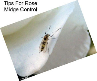 Tips For Rose Midge Control