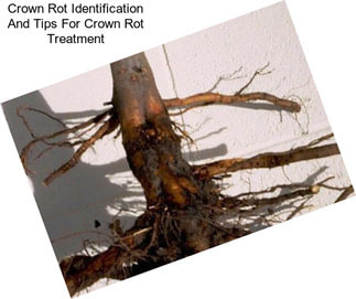 Crown Rot Identification And Tips For Crown Rot Treatment