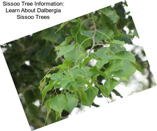 Sissoo Tree Information: Learn About Dalbergia Sissoo Trees