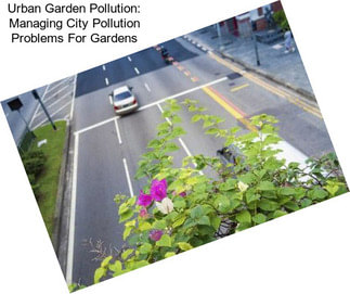 Urban Garden Pollution: Managing City Pollution Problems For Gardens