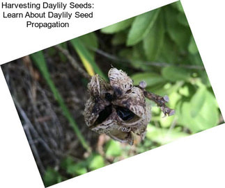 Harvesting Daylily Seeds: Learn About Daylily Seed Propagation