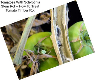 Tomatoes With Sclerotinia Stem Rot – How To Treat Tomato Timber Rot