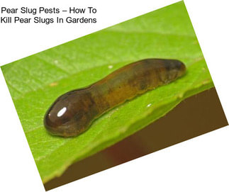 Pear Slug Pests – How To Kill Pear Slugs In Gardens