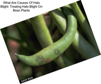 What Are Causes Of Halo Blight: Treating Halo Blight On Bean Plants