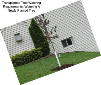 Transplanted Tree Watering Requirements: Watering A Newly Planted Tree