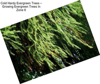 Cold Hardy Evergreen Trees – Growing Evergreen Trees In Zone 6