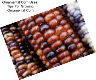 Ornamental Corn Uses: Tips For Growing Ornamental Corn